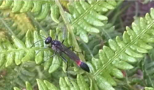 Ammophila sabulosa